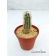 Эхиноцереус Рейхенбаха (Echinocereus reichenbahii v. perbellus)