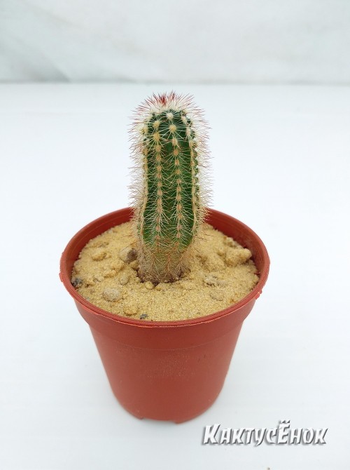 Эхиноцереус Рейхенбаха (Echinocereus reichenbahii v. perbellus)