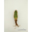 Эхиноцереус Рейхенбаха (Echinocereus reichenbahii v. perbellus)