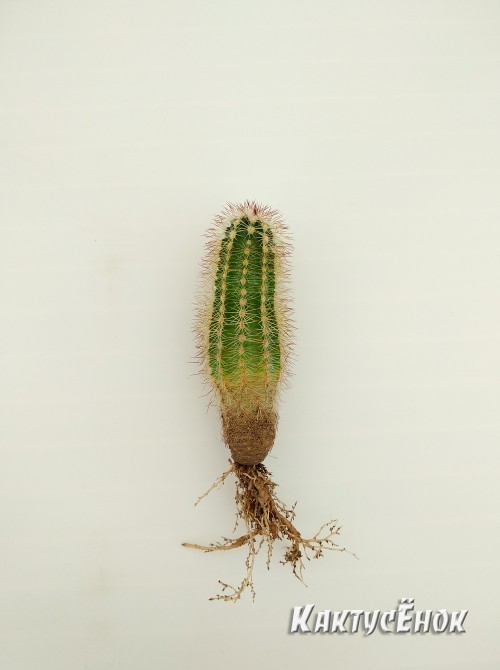 Эхиноцереус Рейхенбаха (Echinocereus reichenbahii v. perbellus)