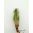 Эхиноцереус Рейхенбаха (Echinocereus reichenbahii v. perbellus)