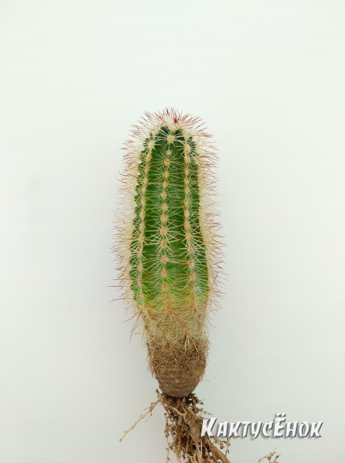 Эхиноцереус Рейхенбаха (Echinocereus reichenbahii v. perbellus)