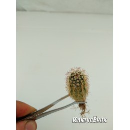 Эхиноцереус Рейхенбаха (Echinocereus reichenbahii v. perbellus)