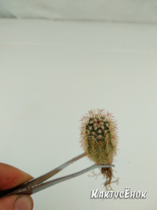 Эхиноцереус Рейхенбаха (Echinocereus reichenbahii v. perbellus)