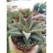 Хавортия лимолистная "спайдер уайт" (Haworthia limifolia ' Spider White, хавортия лимифолия)