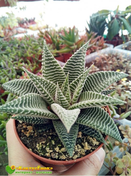 Хавортия лимолистная "спайдер уайт" (Haworthia limifolia ' Spider White, хавортия лимифолия)