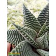 Хавортия лимолистная "спайдер уайт" (Haworthia limifolia ' Spider White, хавортия лимифолия)