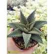 Хавортия лимолистная "спайдер уайт" (Haworthia limifolia ' Spider White, хавортия лимифолия)