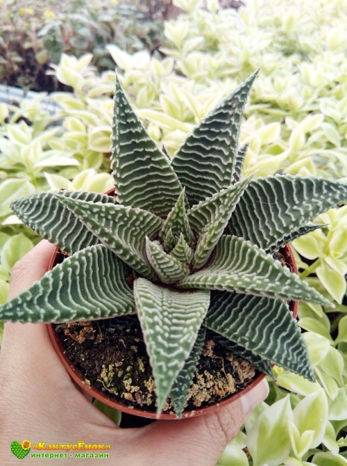 Хавортия лимолистная "спайдер уайт" (Haworthia limifolia ' Spider White, хавортия лимифолия)