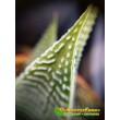 Хавортия лимолистная "спайдер уайт" (Haworthia limifolia ' Spider White, хавортия лимифолия)