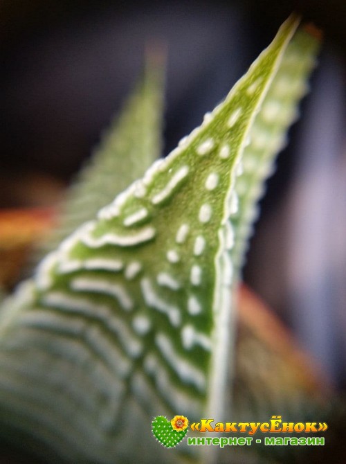 Хавортия лимолистная "спайдер уайт" (Haworthia limifolia ' Spider White, хавортия лимифолия)