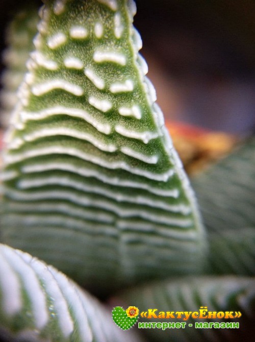 Хавортия лимолистная "спайдер уайт" (Haworthia limifolia ' Spider White, хавортия лимифолия)