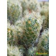 Маммиллярия удлинённая со светлой колючкой (Mammillaria elongata, Маммиллярия элонгата)