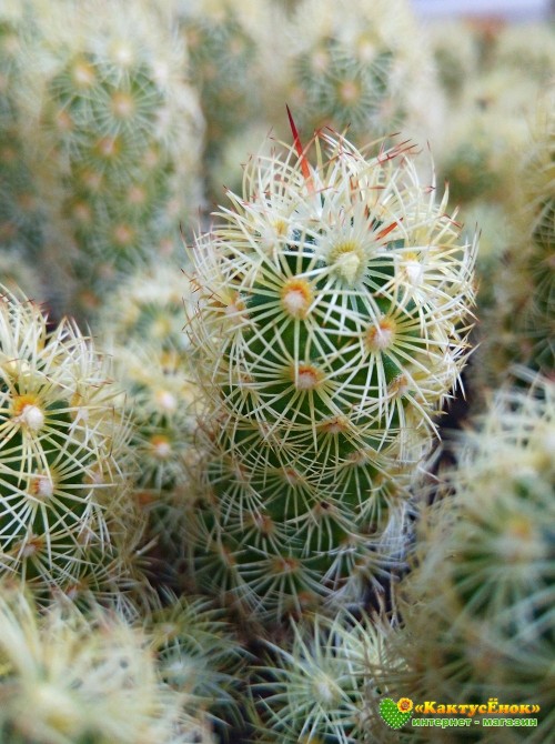 Маммиллярия удлинённая со светлой колючкой (Mammillaria elongata, Маммиллярия элонгата)