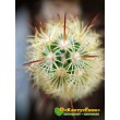 Маммиллярия удлинённая со светлой колючкой (Mammillaria elongata, Маммиллярия элонгата)