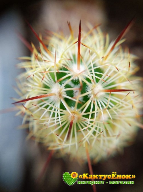 Маммиллярия удлинённая со светлой колючкой (Mammillaria elongata, Маммиллярия элонгата)