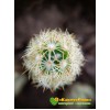 Маммиллярия удлинённая со светлой колючкой (Mammillaria elongata, Маммиллярия элонгата)