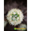 Маммиллярия удлинённая со светлой колючкой (Mammillaria elongata, Маммиллярия элонгата)