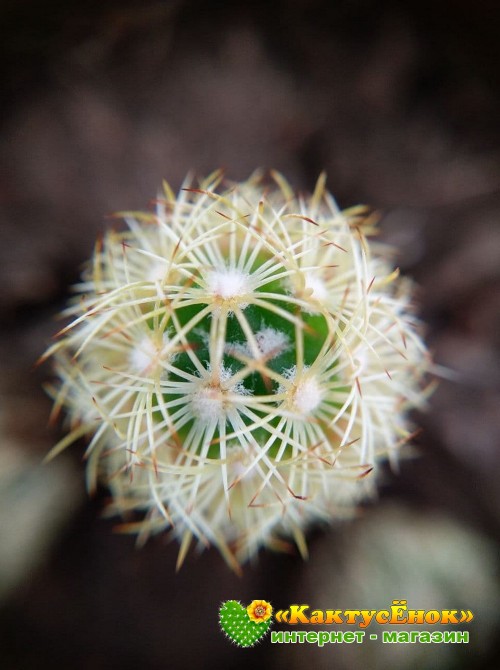 Маммиллярия удлинённая со светлой колючкой (Mammillaria elongata, Маммиллярия элонгата)