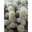 Маммиллярия удлинённая со светлой колючкой (Mammillaria elongata, Маммиллярия элонгата)