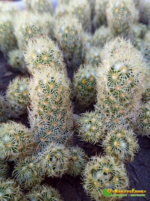 Маммиллярия удлинённая со светлой колючкой (Mammillaria elongata, Маммиллярия элонгата)