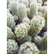 Маммиллярия удлинённая со светлой колючкой (Mammillaria elongata, Маммиллярия элонгата)