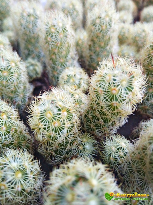 Маммиллярия удлинённая со светлой колючкой (Mammillaria elongata, Маммиллярия элонгата)