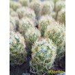 Маммиллярия удлинённая со светлой колючкой (Mammillaria elongata, Маммиллярия элонгата)