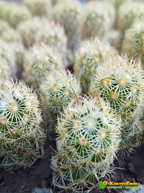 Маммиллярия удлинённая со светлой колючкой (Mammillaria elongata, Маммиллярия элонгата)