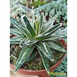 Агава виктория-регина (Agave victoria-reginae)