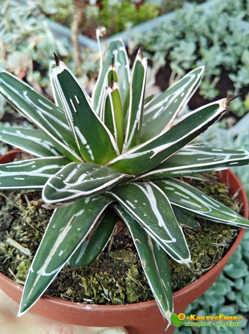 Агава виктория-регина (Agave victoria-reginae)