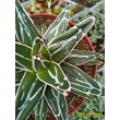 Агава виктория-регина (Agave victoria-reginae)