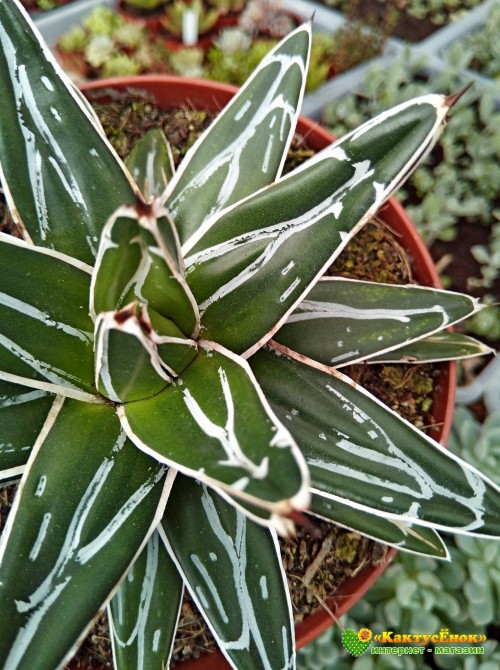 Агава виктория-регина (Agave victoria-reginae)