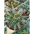 Агава виктория-регина (Agave victoria-reginae)