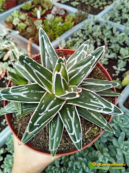 Агава виктория-регина (Agave victoria-reginae)