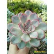 Эхеверия Пулелинз (Pulelinze - Echeveria Lindsayana cv. Pulidonis)