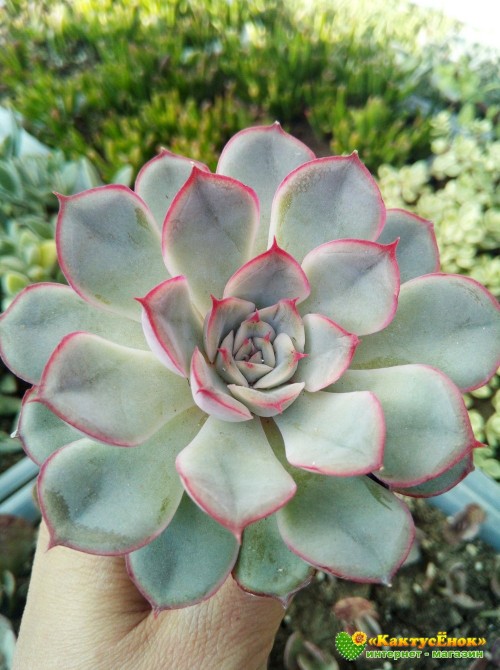 Эхеверия Пулелинз (Pulelinze - Echeveria Lindsayana cv. Pulidonis)