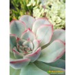 Эхеверия Пулелинз (Pulelinze - Echeveria Lindsayana cv. Pulidonis)