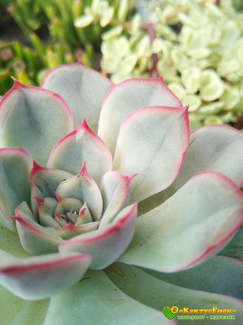 Эхеверия Пулелинз (Pulelinze - Echeveria Lindsayana cv. Pulidonis)