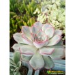 Эхеверия Пулелинз (Pulelinze - Echeveria Lindsayana cv. Pulidonis)