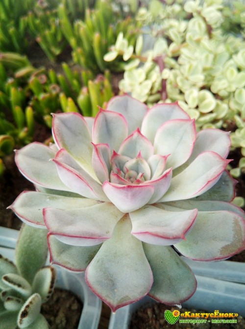 Эхеверия Пулелинз (Pulelinze - Echeveria Lindsayana cv. Pulidonis)