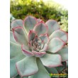 Эхеверия Пулелинз (Pulelinze - Echeveria Lindsayana cv. Pulidonis)