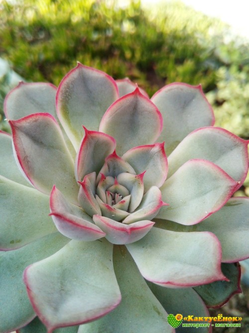 Эхеверия Пулелинз (Pulelinze - Echeveria Lindsayana cv. Pulidonis)