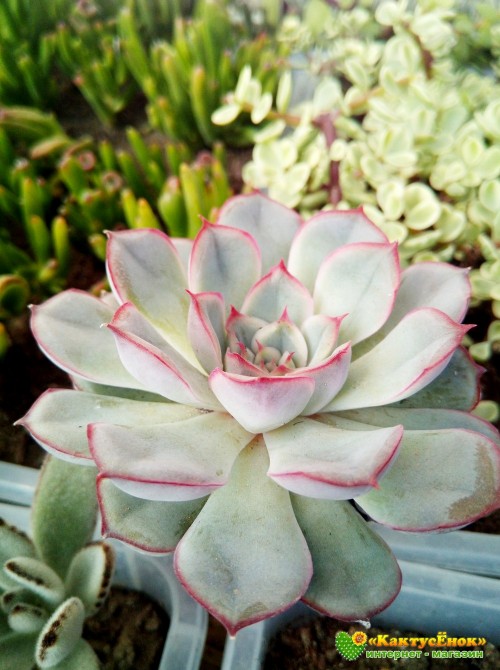 2 листовых черенка Эхеверия Пулелинз (Pulelinze - Echeveria Lindsayana cv. Pulidonis)