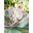 2 листовых черенка Эхеверия Пулелинз (Pulelinze - Echeveria Lindsayana cv. Pulidonis)