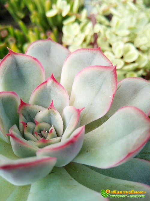 2 листовых черенка Эхеверия Пулелинз (Pulelinze - Echeveria Lindsayana cv. Pulidonis)