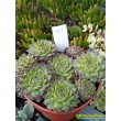 Молодило гибридное  №1 (Sempervivum, семпервивум, живучка, каменная роза)