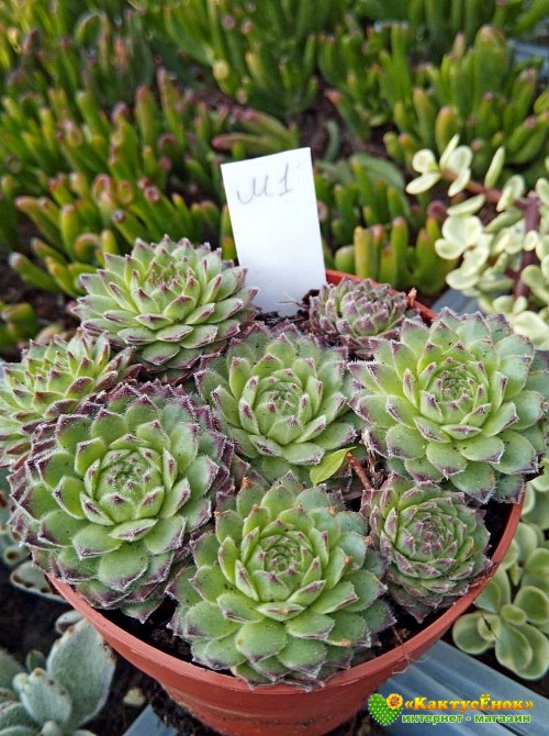 Молодило гибридное  №1 (Sempervivum, семпервивум, живучка, каменная роза)