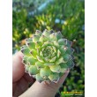 Молодило гибридное  №1 (Sempervivum, семпервивум, живучка, каменная роза)