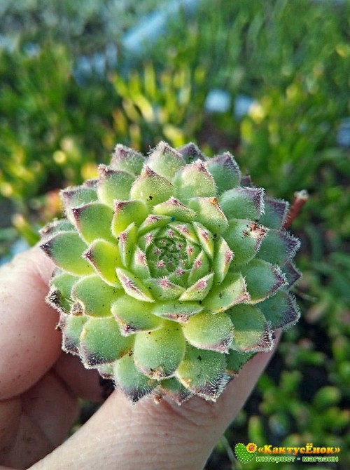 Молодило гибридное  №1 (Sempervivum, семпервивум, живучка, каменная роза)